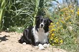 BORDER COLLIE 201